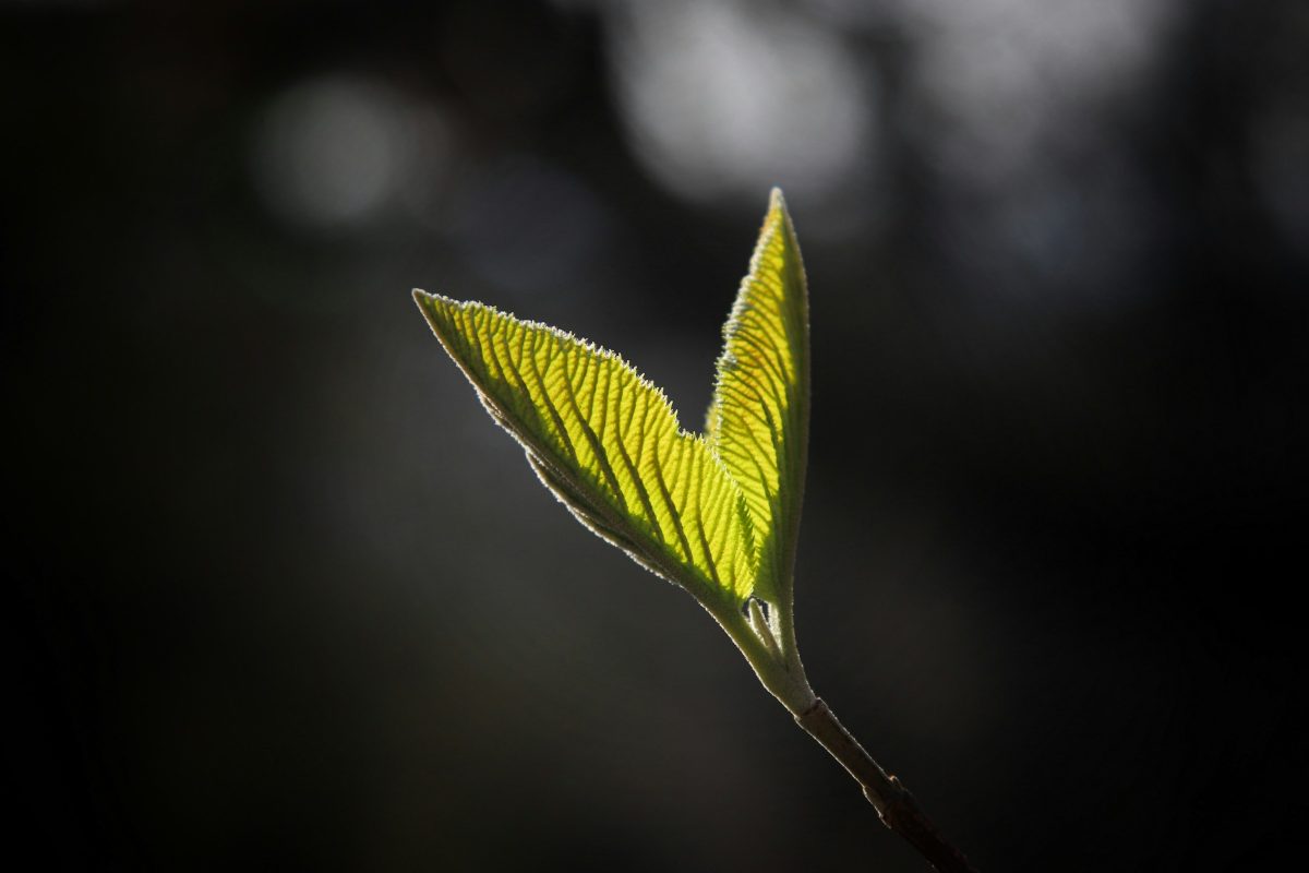 Una pequeña hoja verde que brota de la rama de un árbol